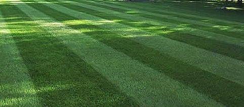 mow-perfect-lawn-800X800_5155.jpg